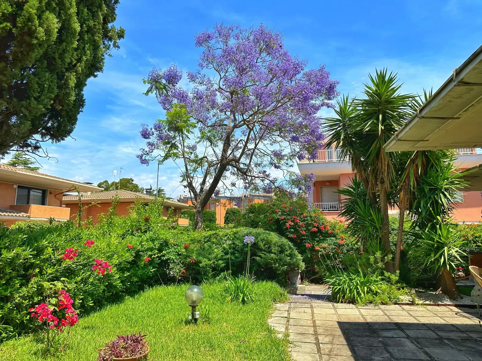 Jacaranda tree in bloom above the garden